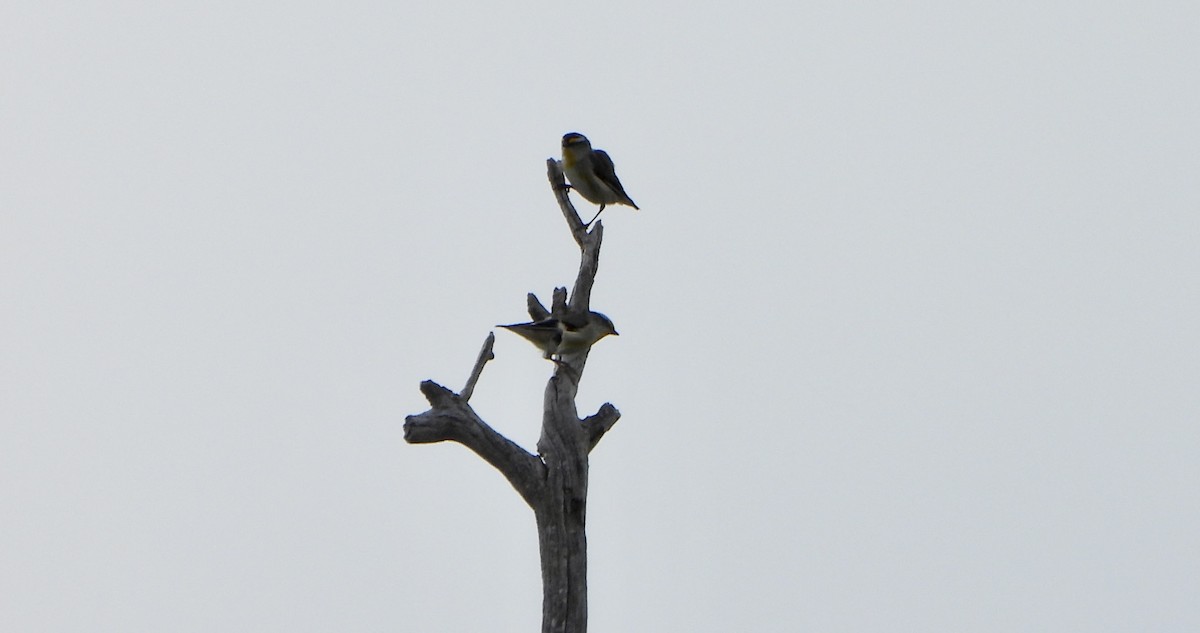 Striated Pardalote - ML642628584