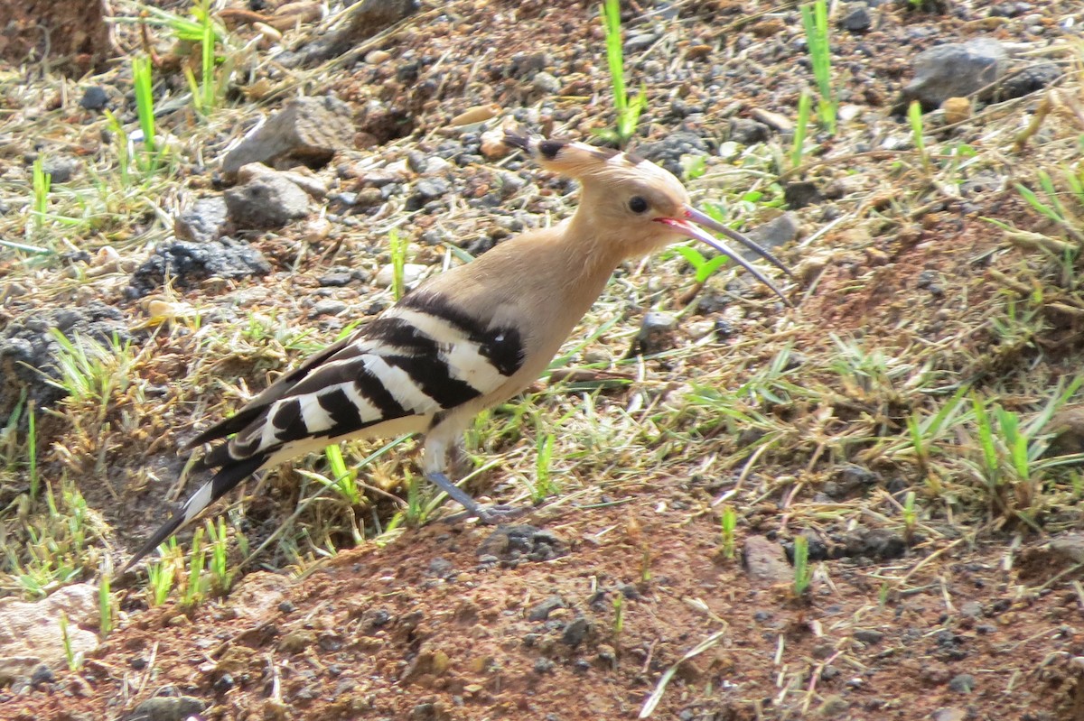 Common Hoopoe - ML642628586