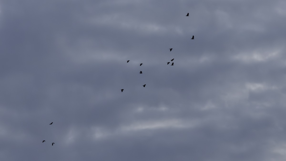 Fish Crow - ML642628594