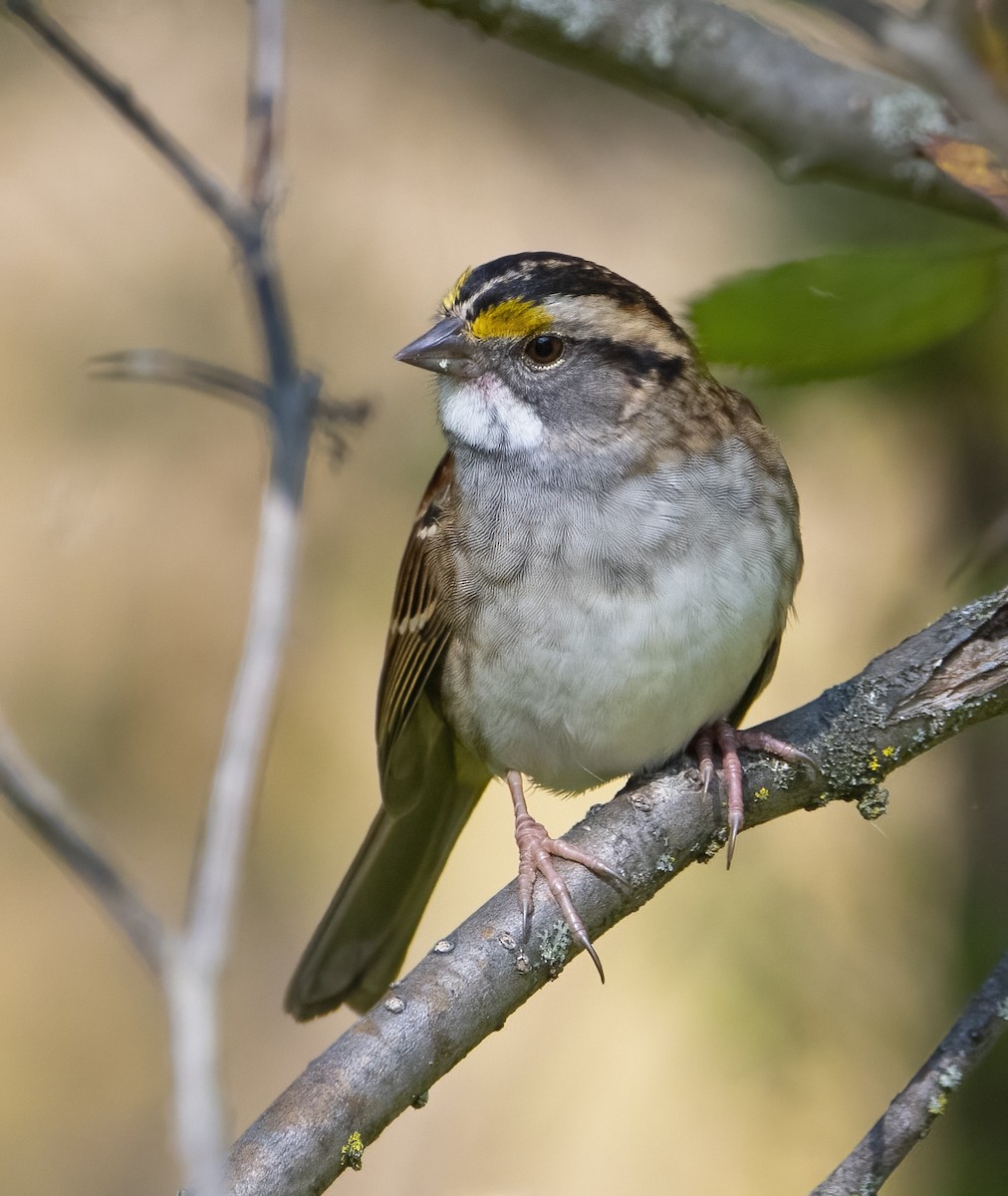 White-throated Sparrow - ML642628596