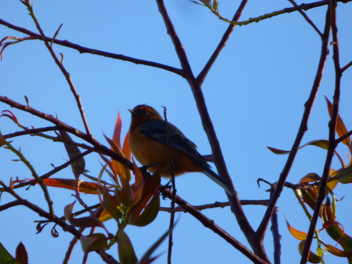 Rufous-browed Conebill - ML642628601