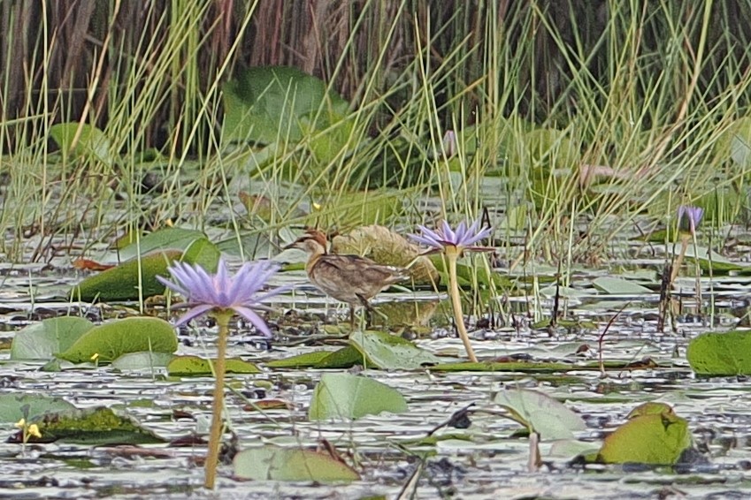Lesser Jacana - ML642628602