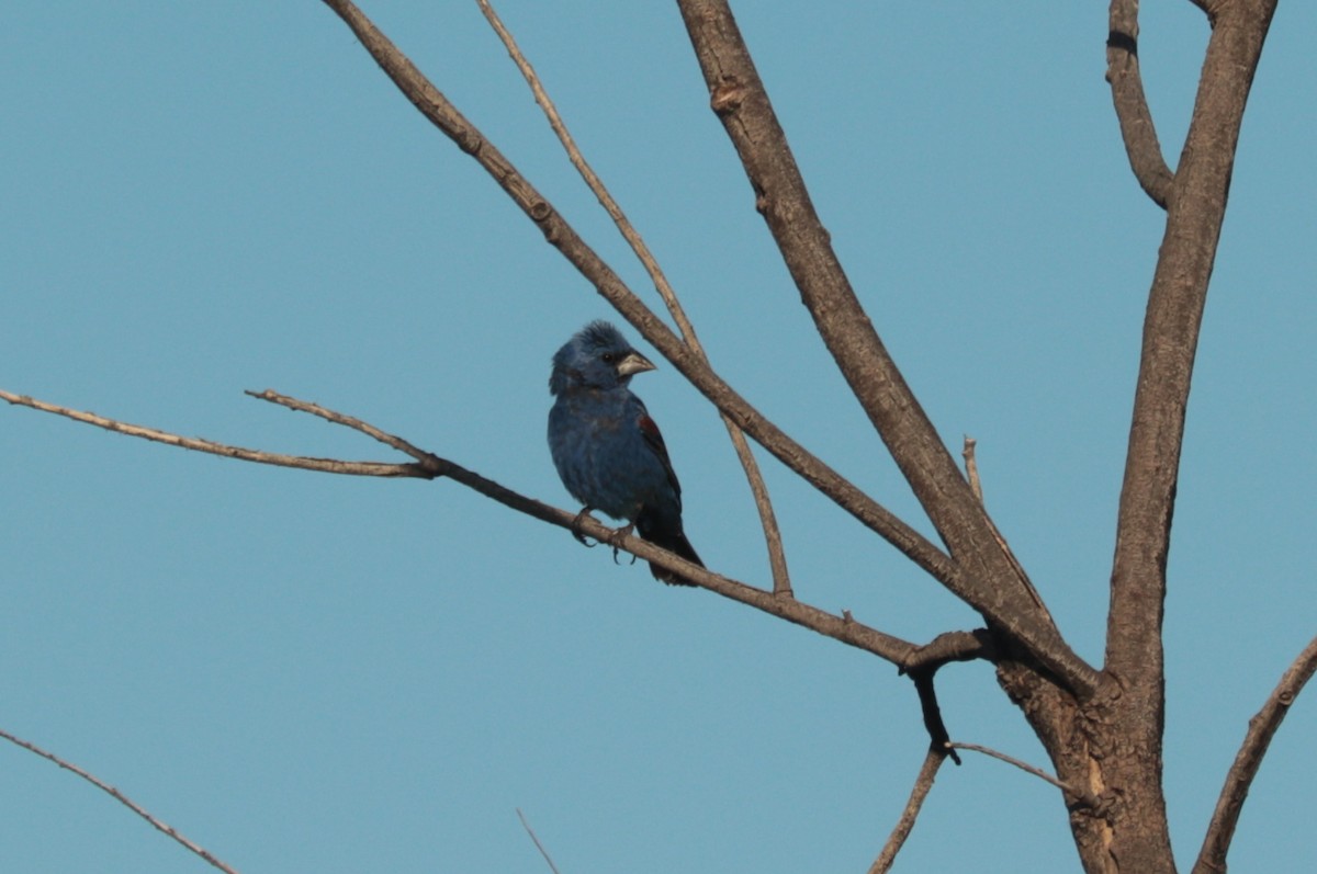 Blue Grosbeak - ML642628603