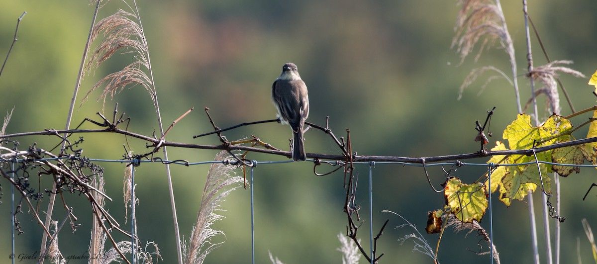 Eastern Phoebe - ML642628609