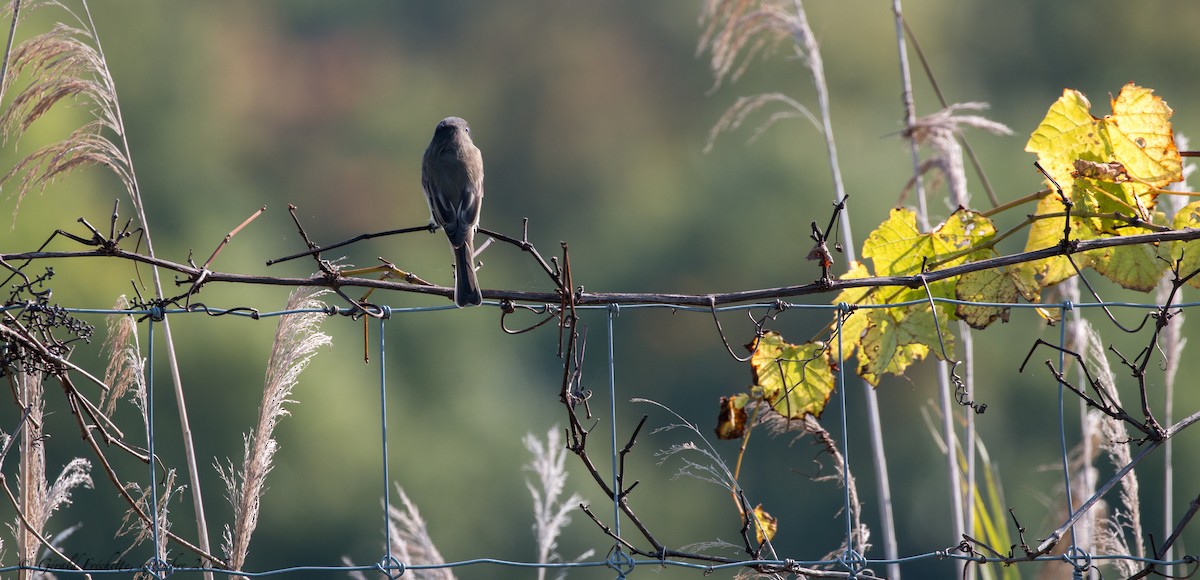 Eastern Phoebe - ML642628611