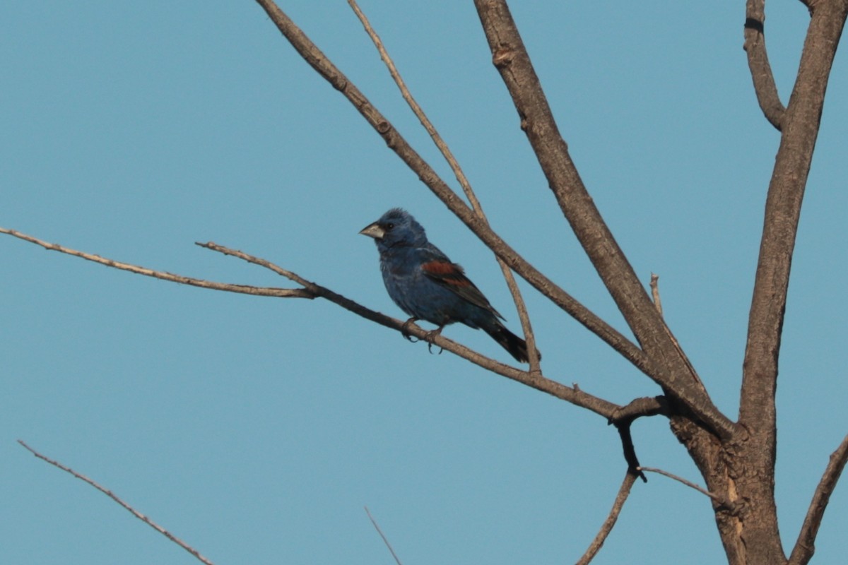 Blue Grosbeak - ML642628612
