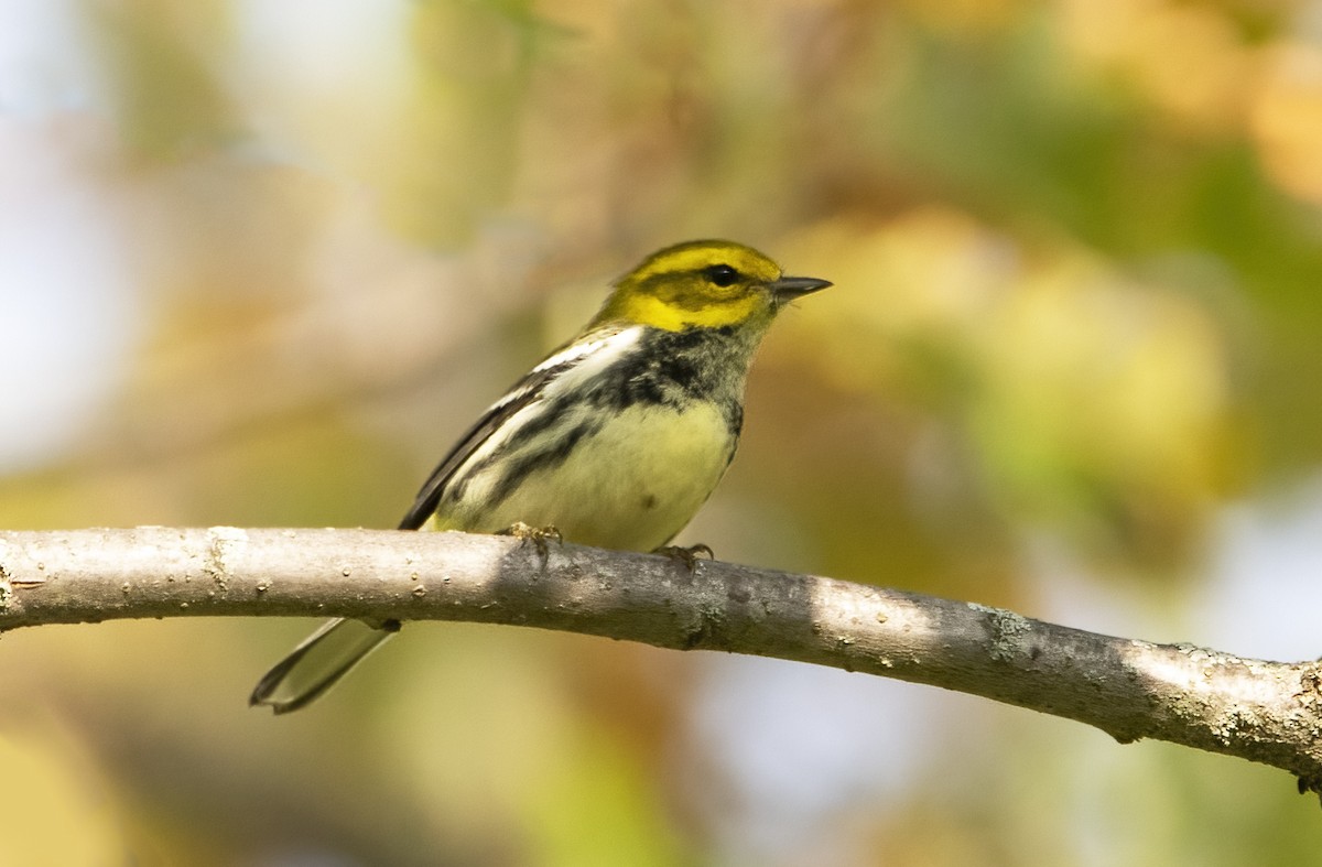 Black-throated Green Warbler - ML642628618
