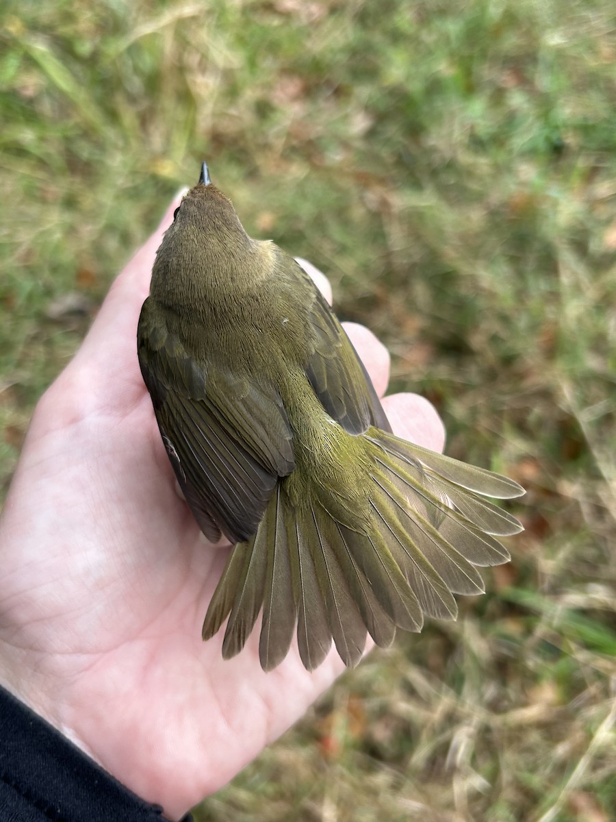 Common Yellowthroat - ML642628636