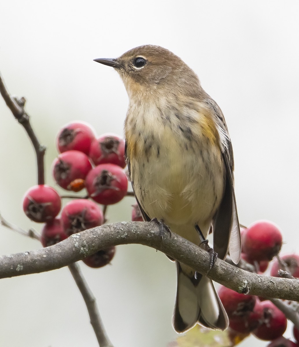 Yellow-rumped Warbler - ML642628648