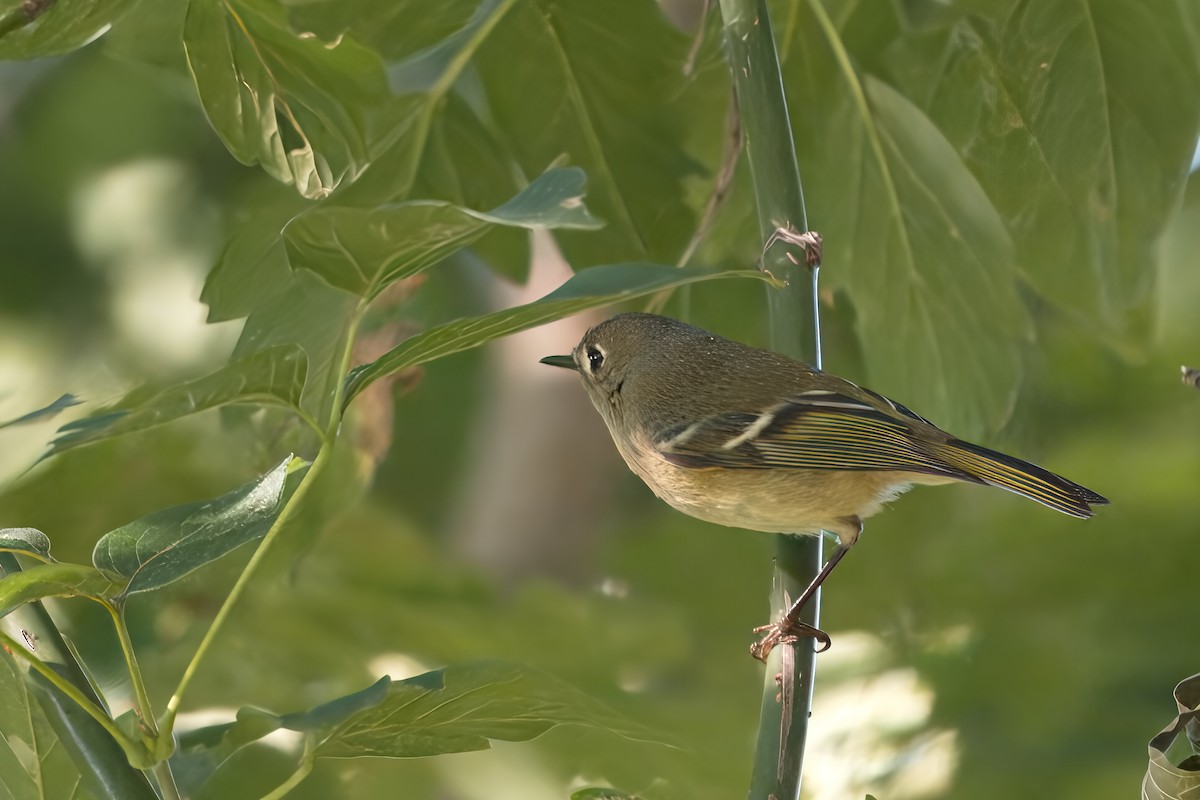 Ruby-crowned Kinglet - ML642628663