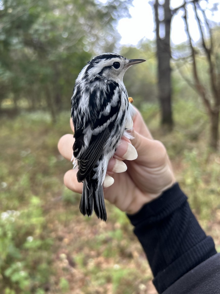 Black-and-white Warbler - ML642628664