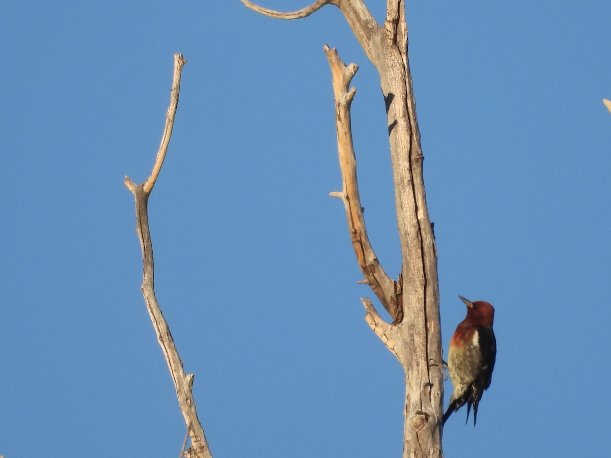 Red-breasted Sapsucker (ruber) - ML642628665