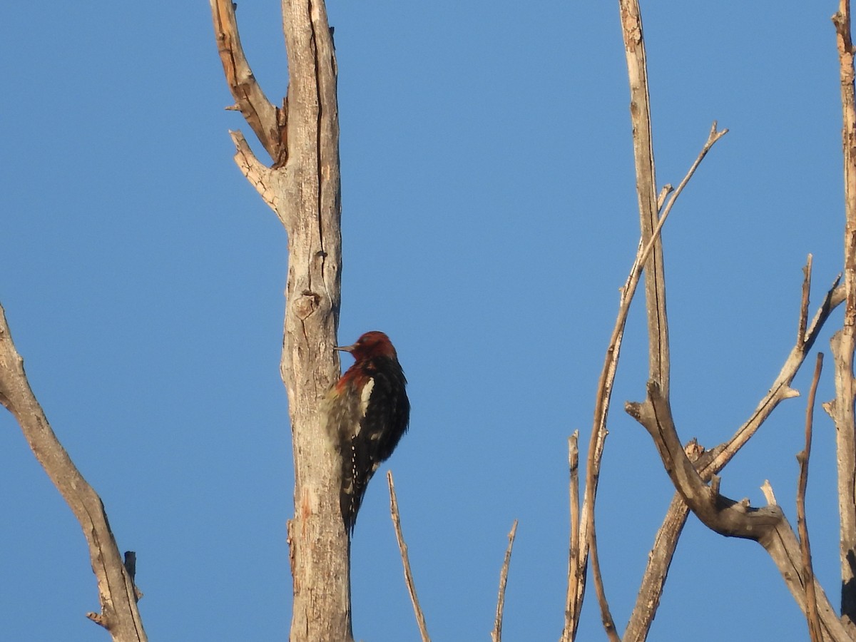 Red-breasted Sapsucker (ruber) - ML642628666