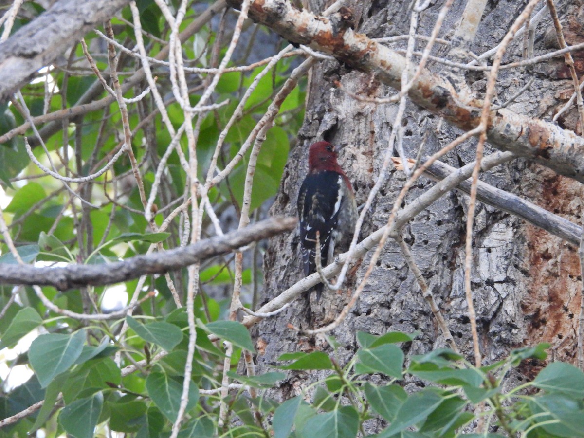Red-breasted Sapsucker (ruber) - ML642628667