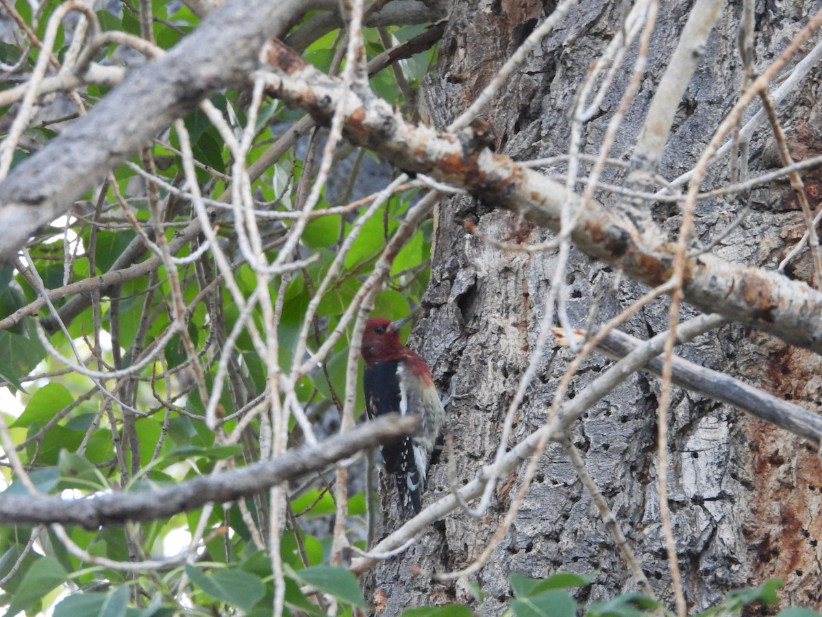 Red-breasted Sapsucker (ruber) - ML642628668
