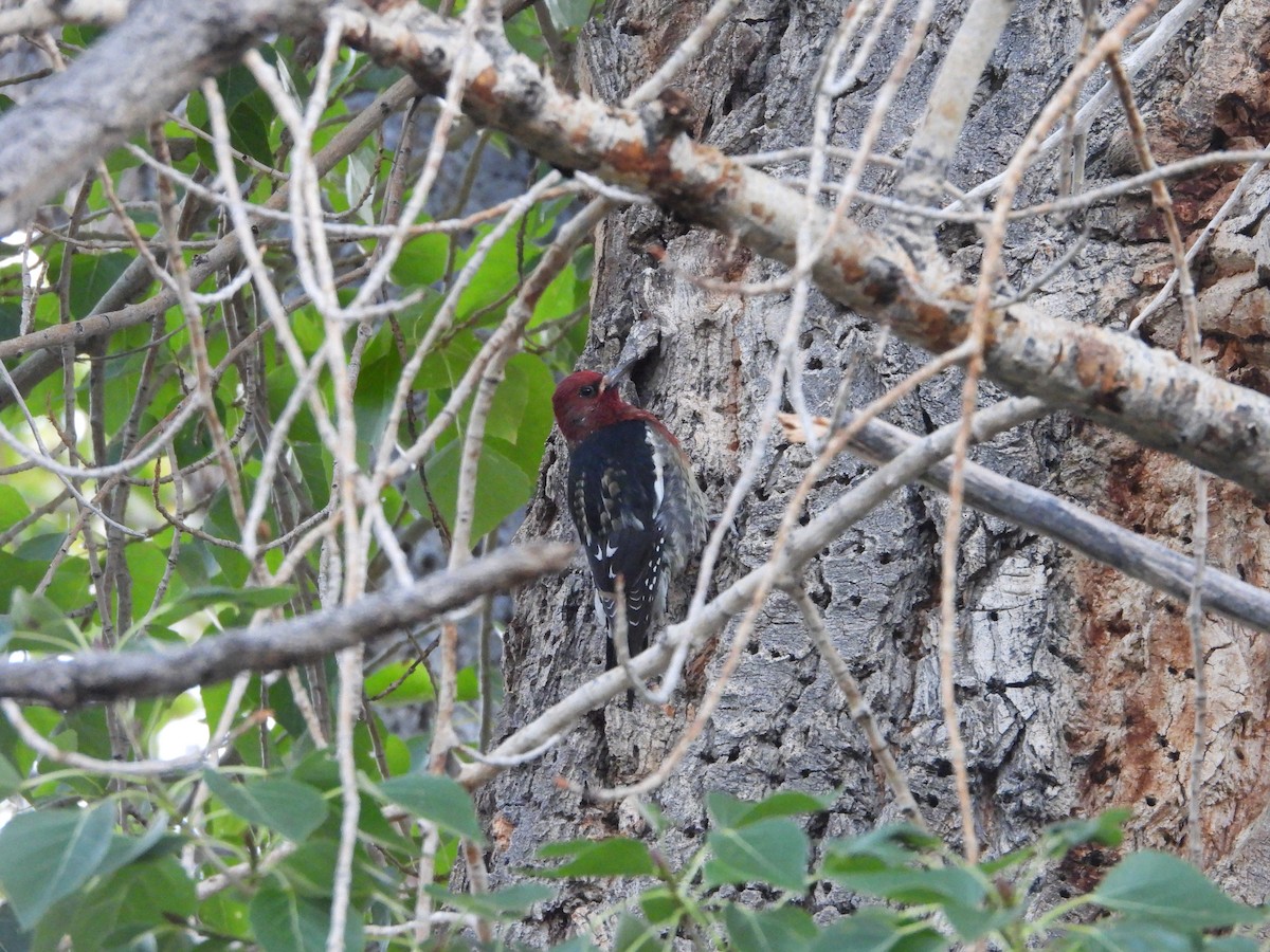Red-breasted Sapsucker (ruber) - ML642628669