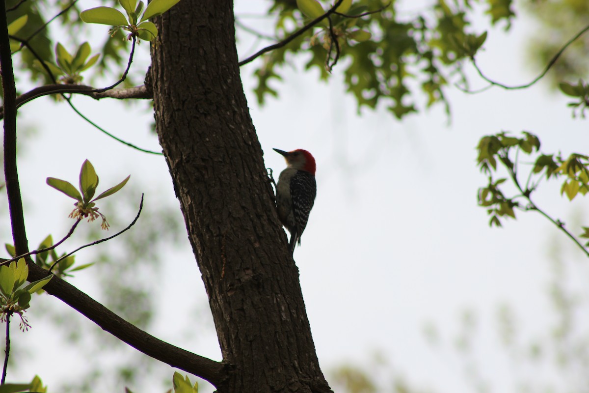 Red-bellied Woodpecker - ML642628671