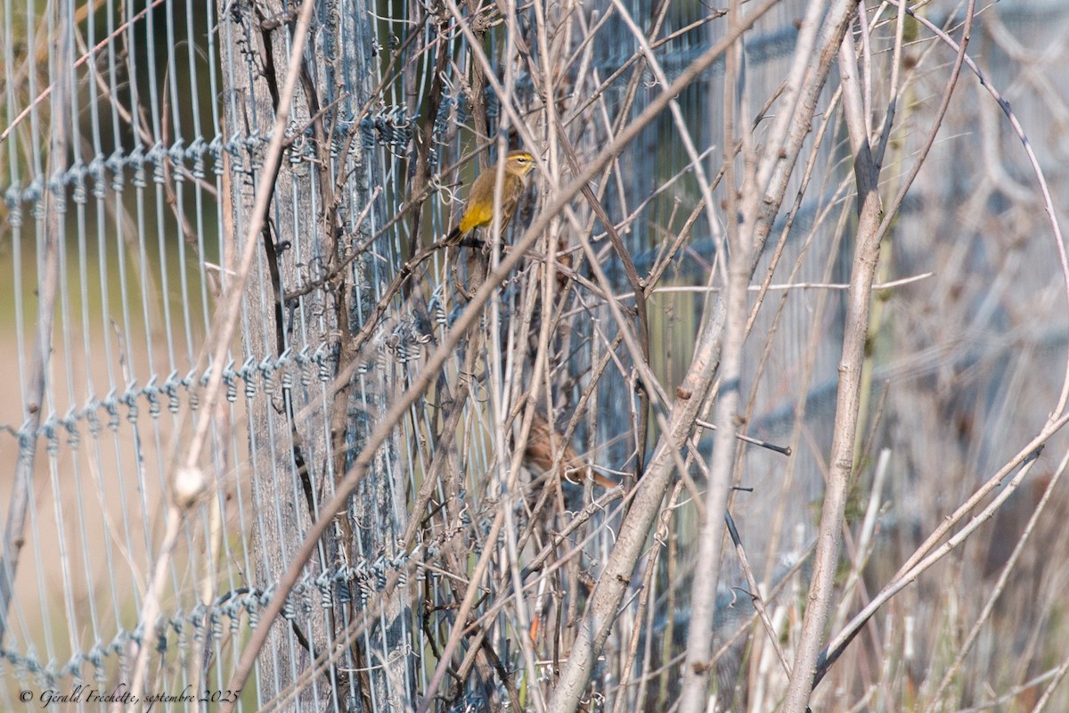 Palm Warbler - ML642628677
