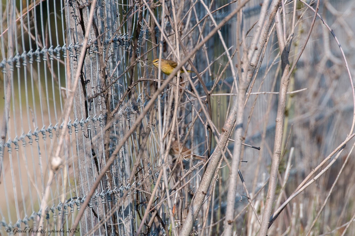 Palm Warbler - ML642628678