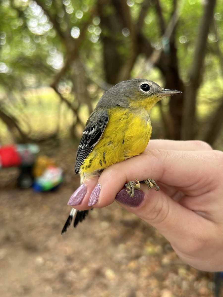Magnolia Warbler - ML642628688