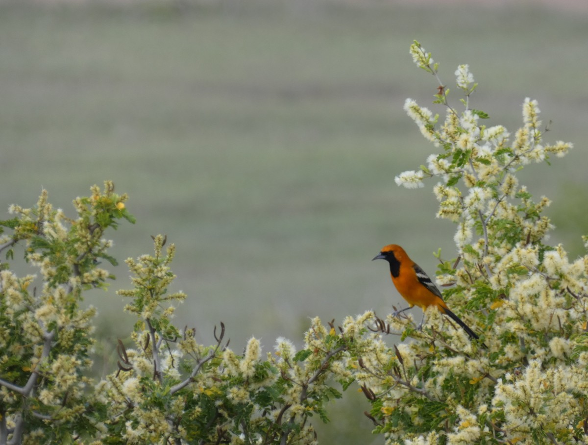 Hooded Oriole - ML642628697
