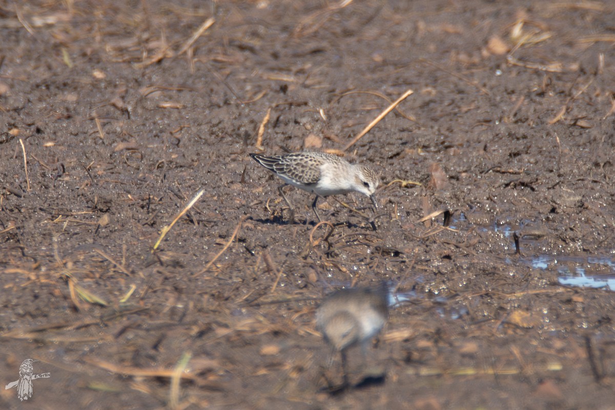 Semipalmated Sandpiper - ML642628701