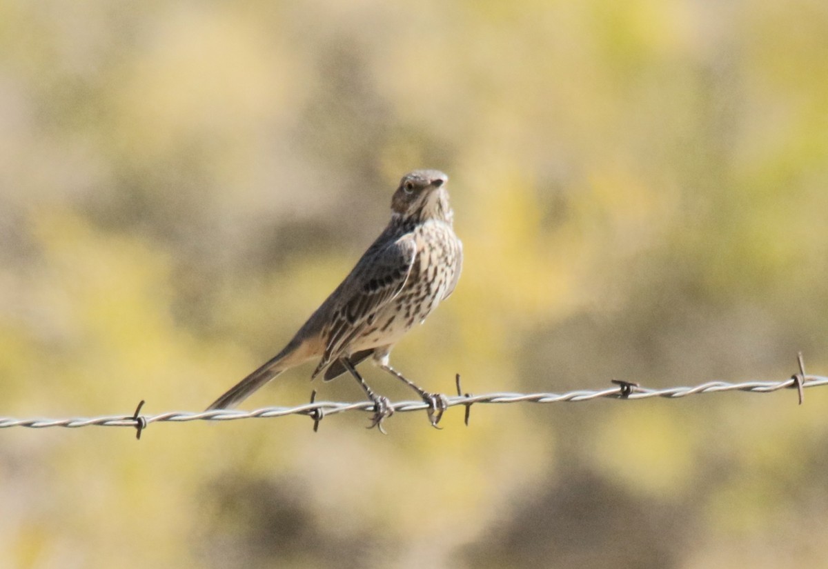 Sage Thrasher - ML642628706