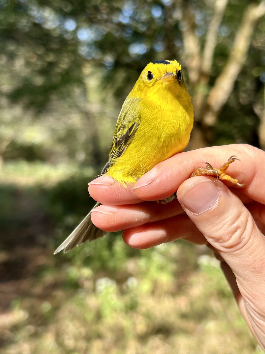 Wilson's Warbler - ML642628711
