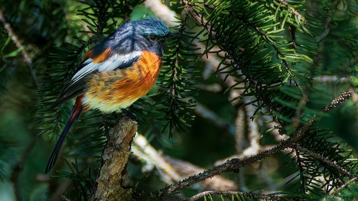White-throated Redstart - ML642628712