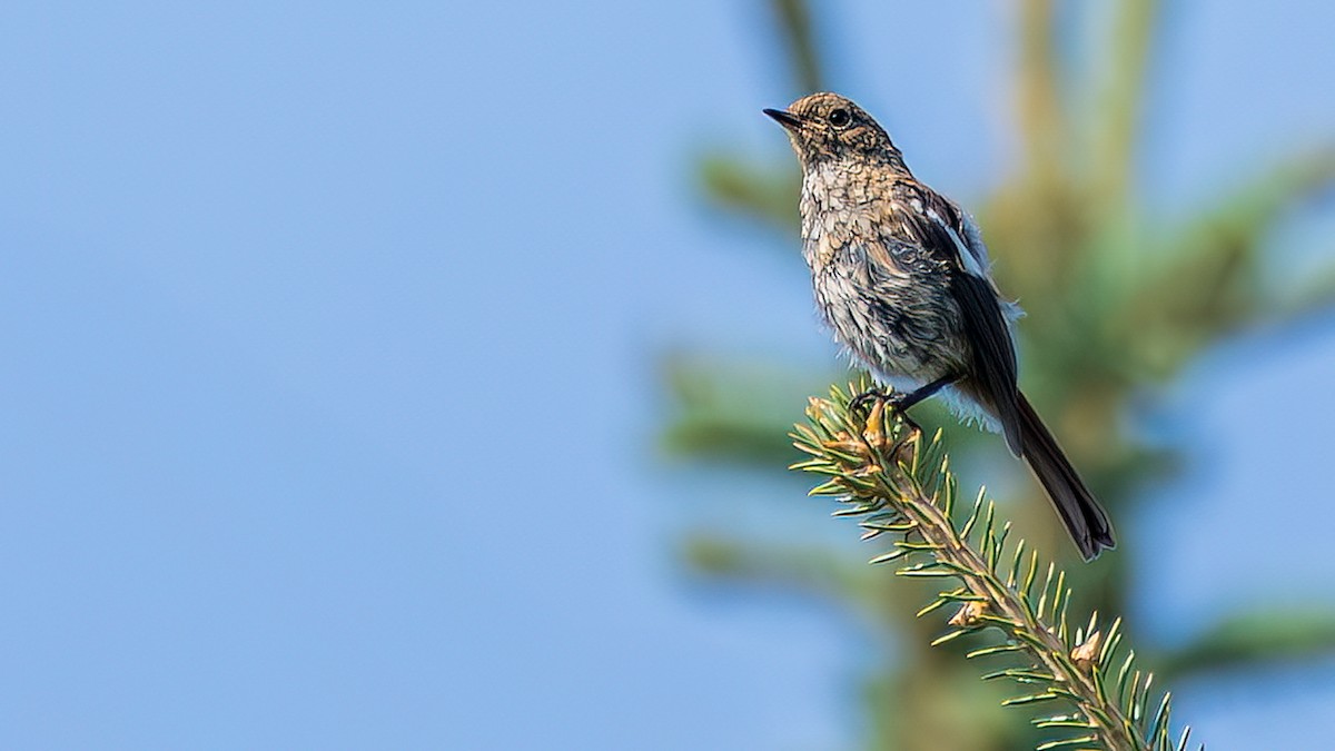 White-throated Redstart - ML642628713