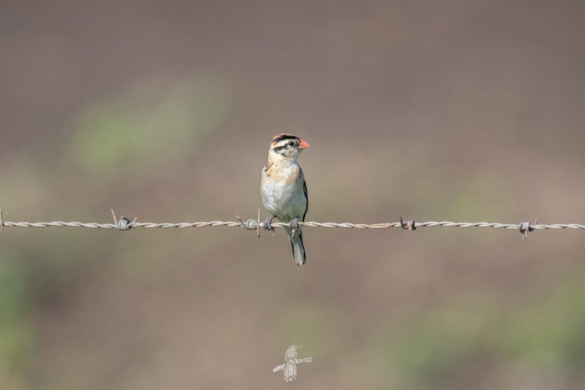 Pin-tailed Whydah - ML642628728