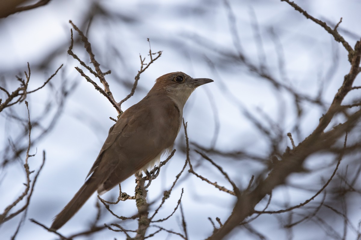 Black-billed Cuckoo - ML642628733