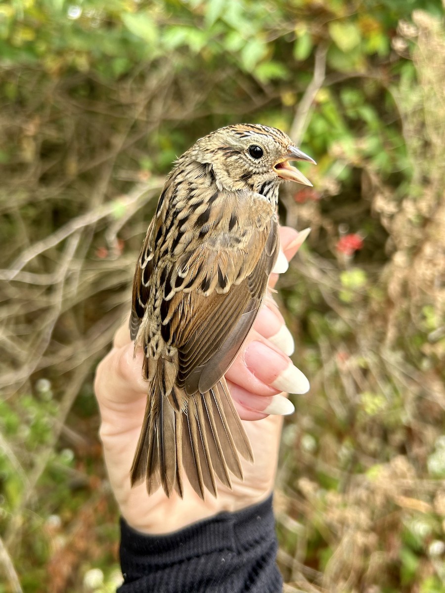 Lincoln's Sparrow - ML642628742