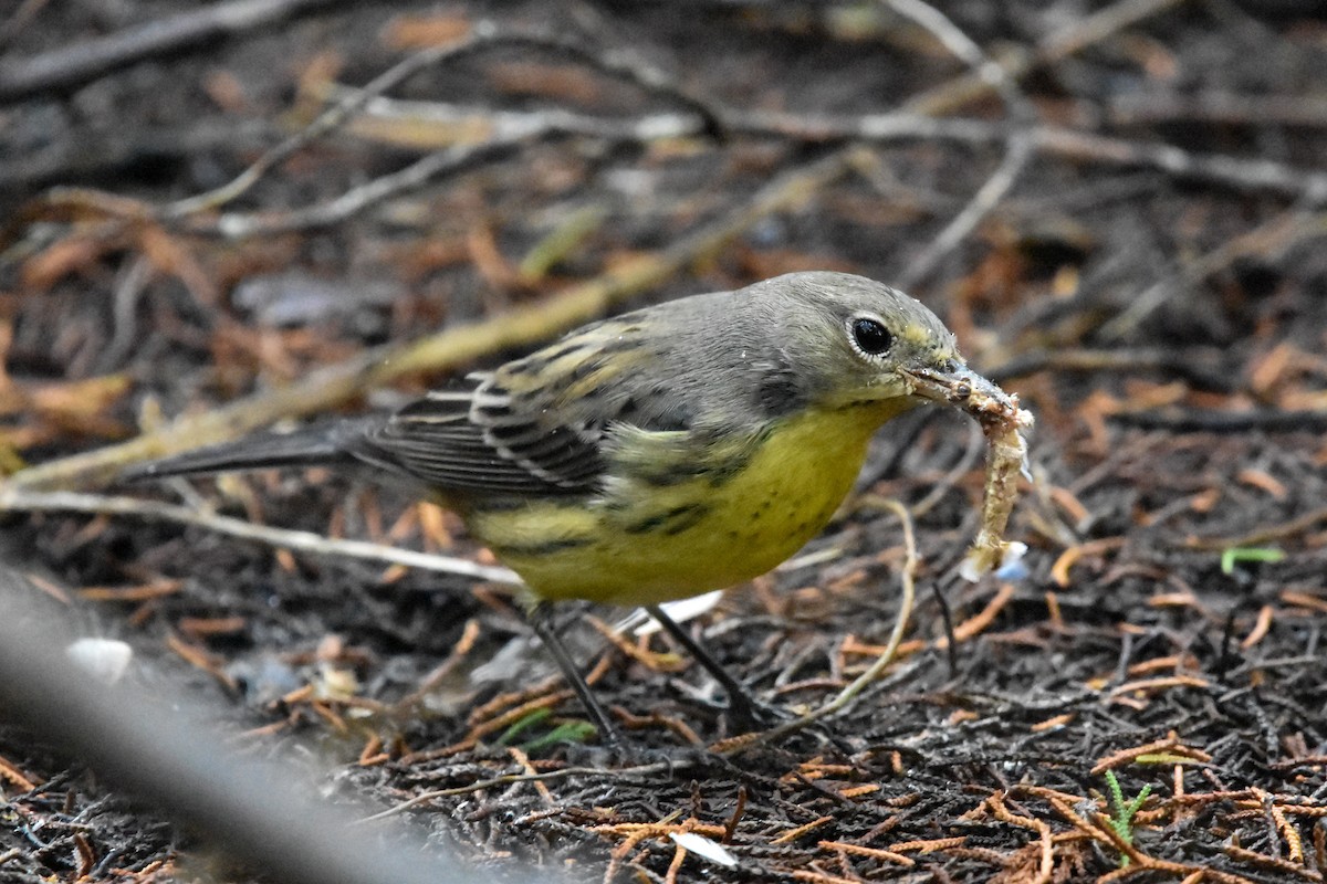 Kirtland's Warbler - ML642628758