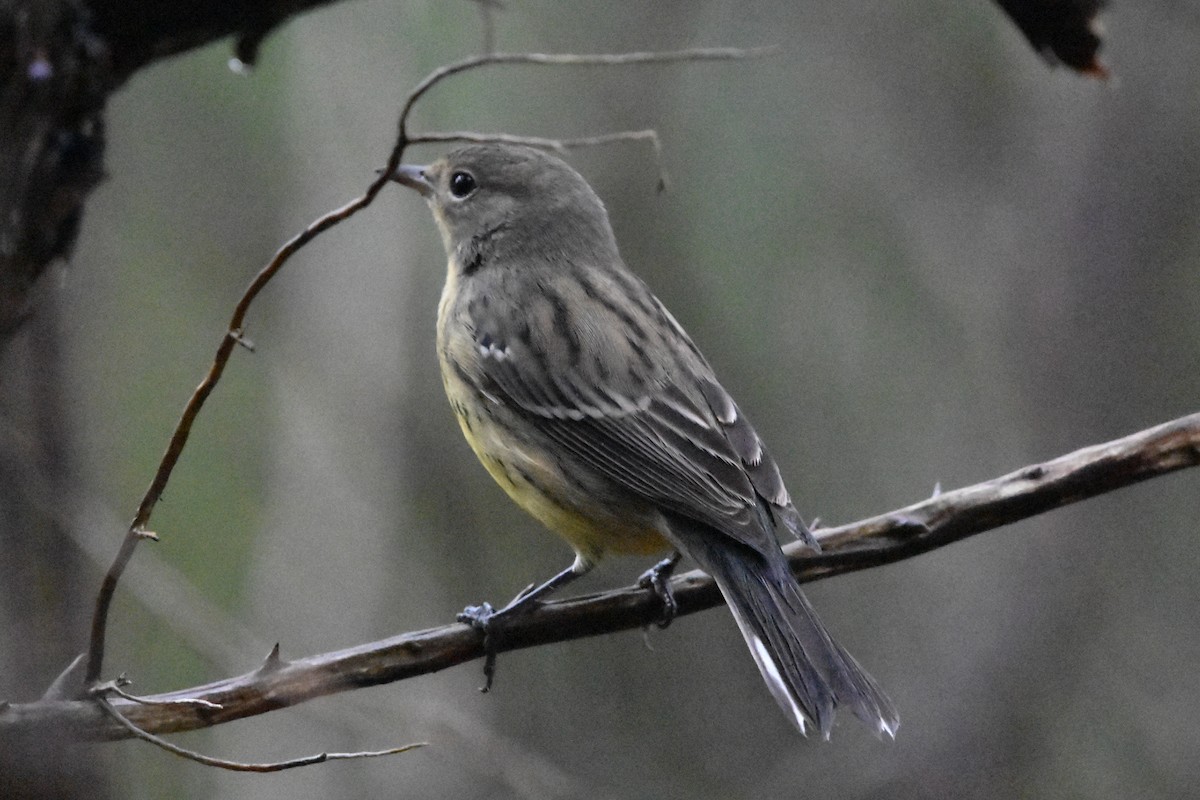 Kirtland's Warbler - ML642628762