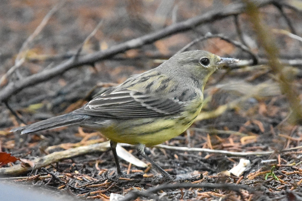 Kirtland's Warbler - ML642628763