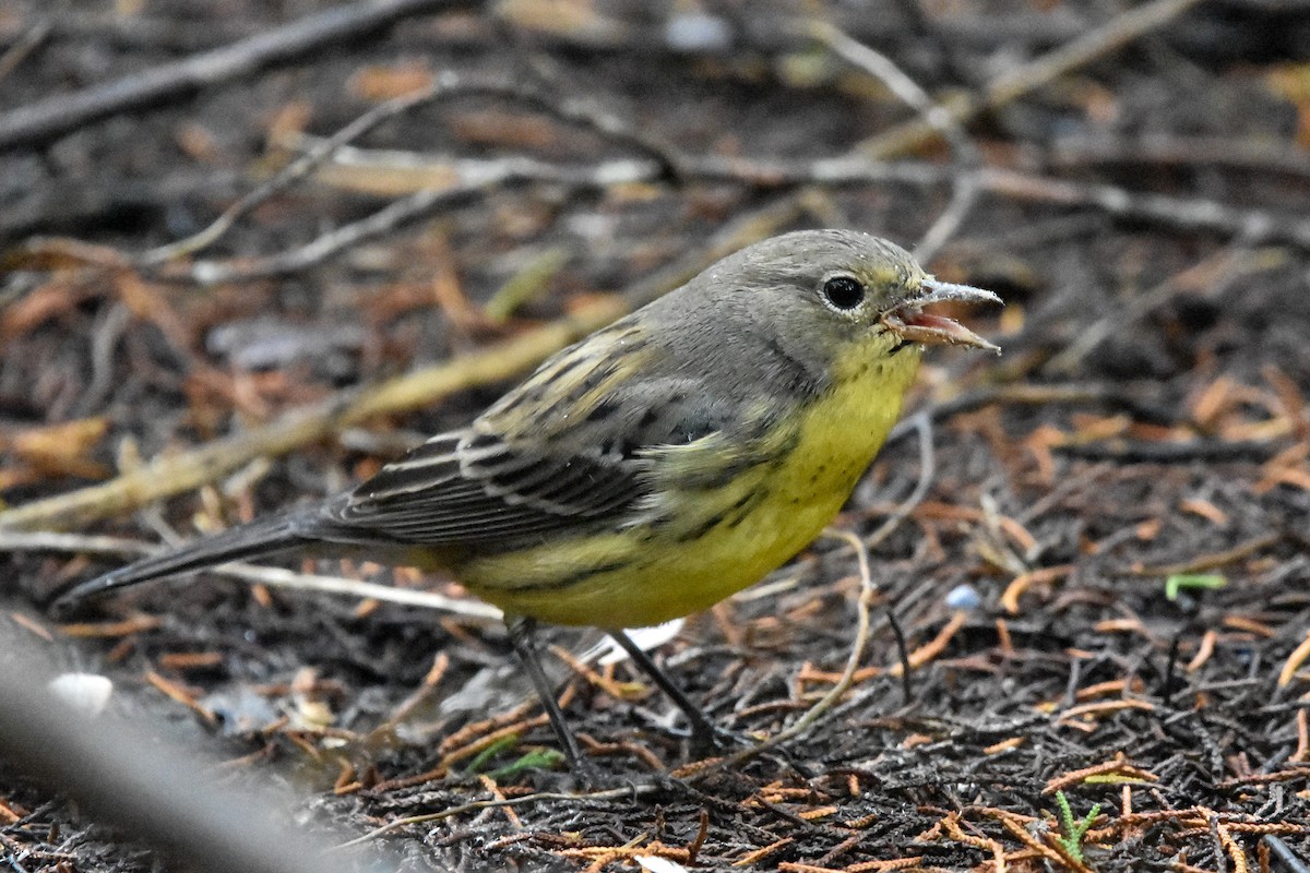 Kirtland's Warbler - ML642628764