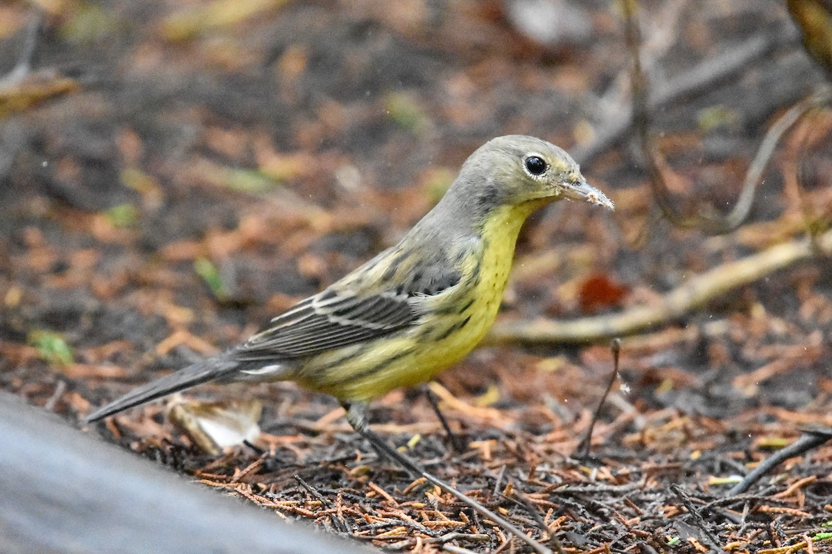 Kirtland's Warbler - ML642628765
