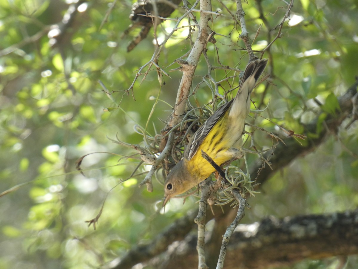Magnolia Warbler - ML642628767