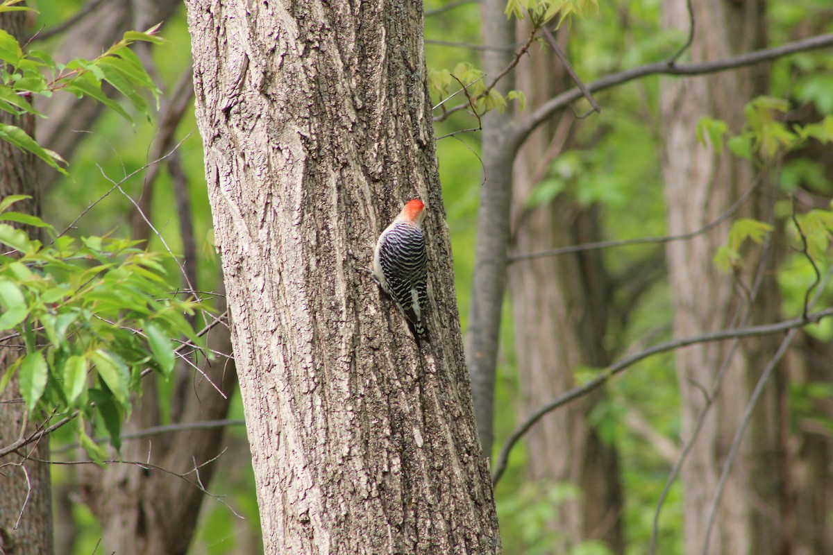 Red-bellied Woodpecker - ML642628771