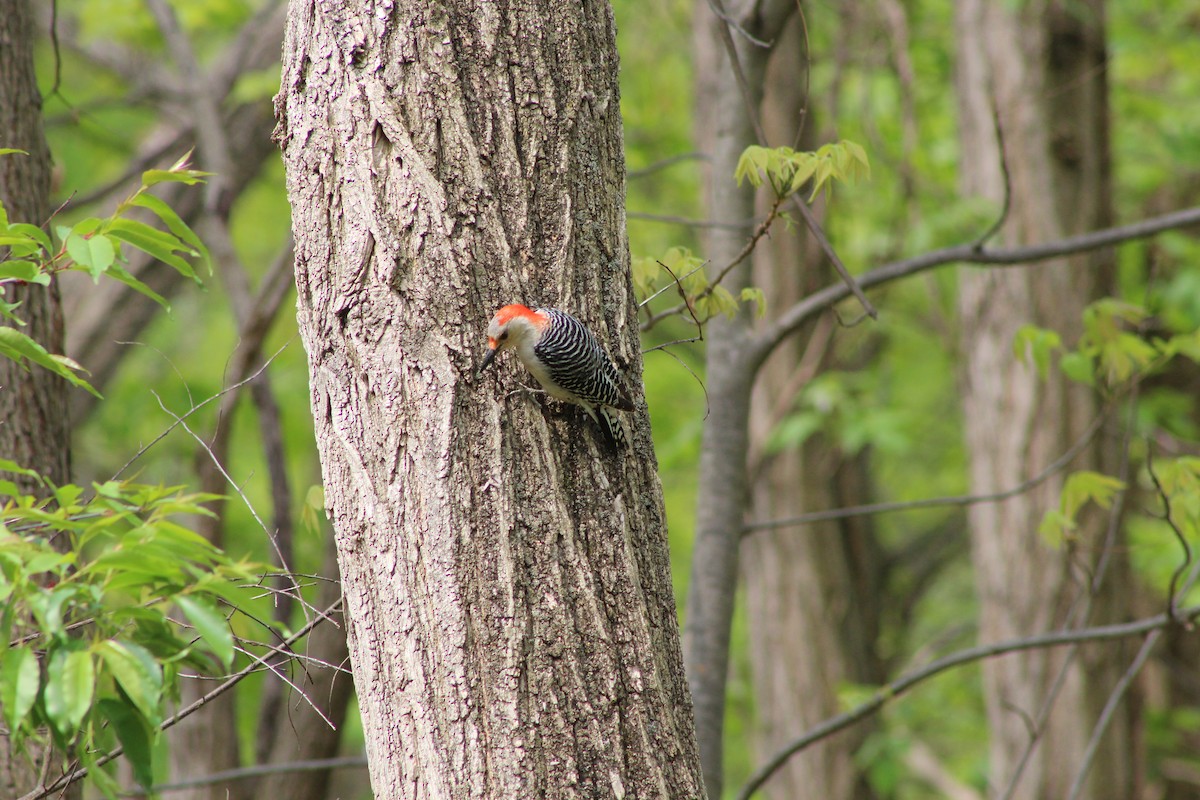 Red-bellied Woodpecker - ML642628773