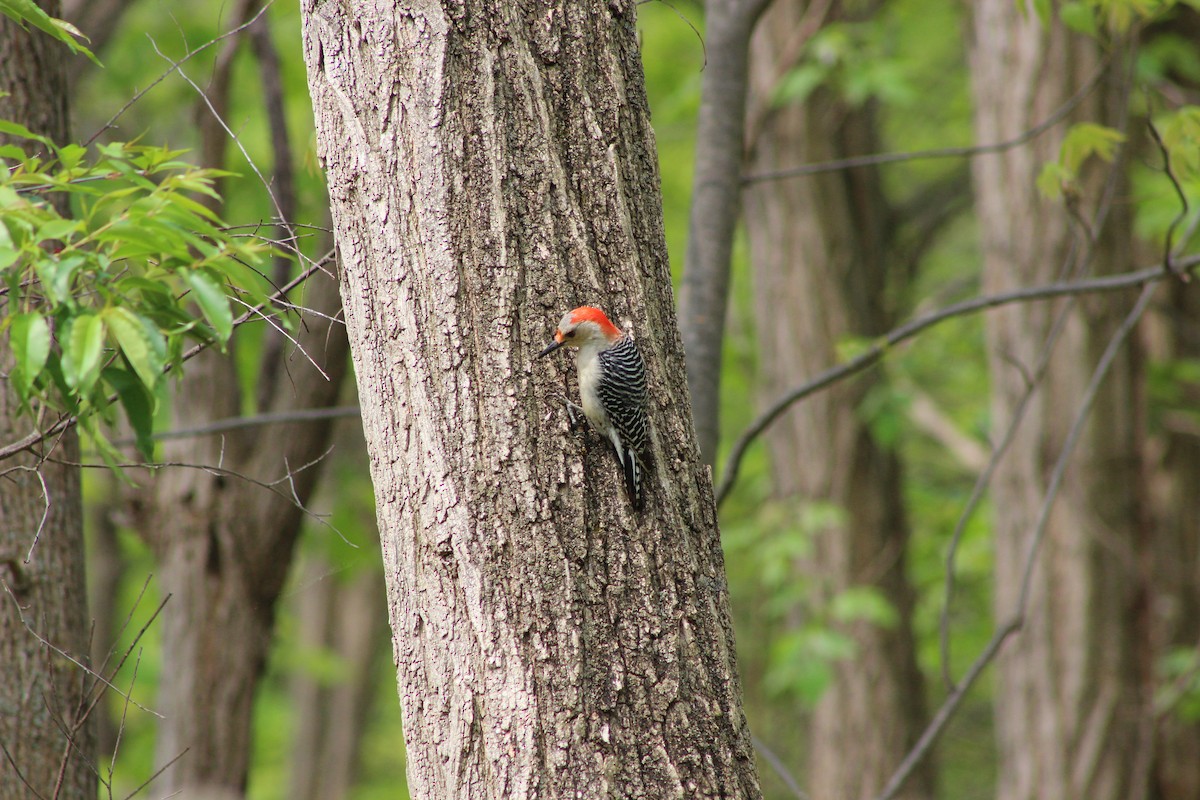Red-bellied Woodpecker - ML642628774
