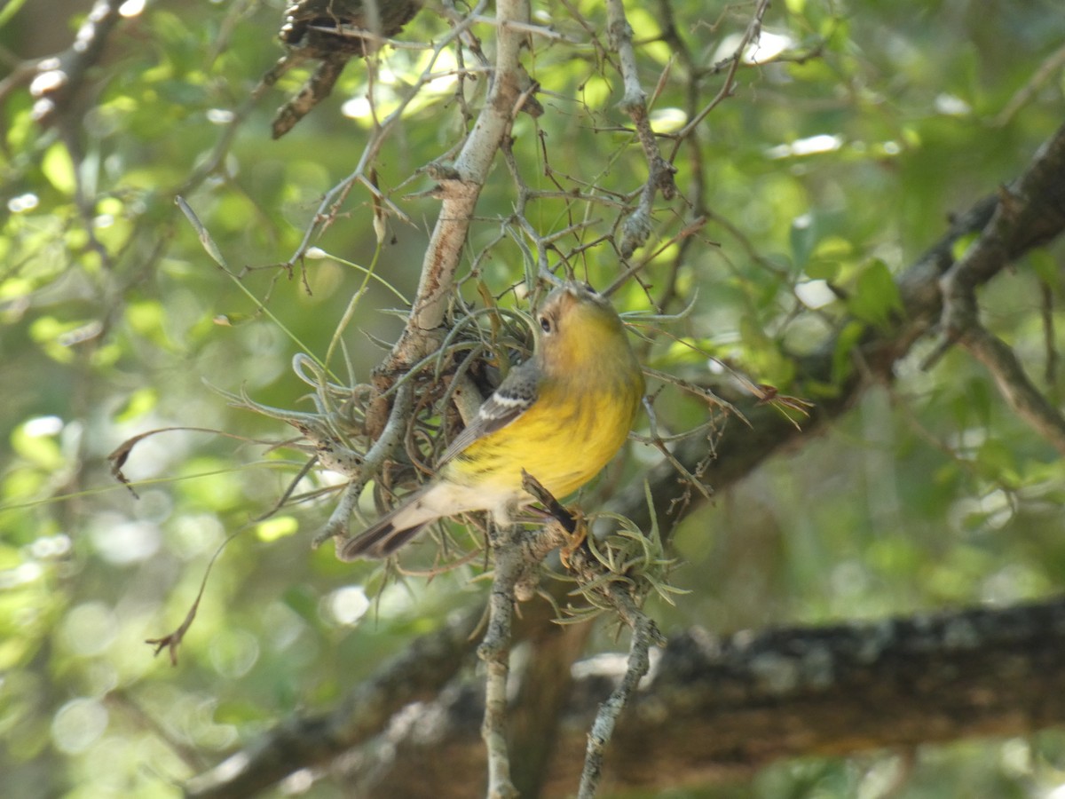 Magnolia Warbler - ML642628786