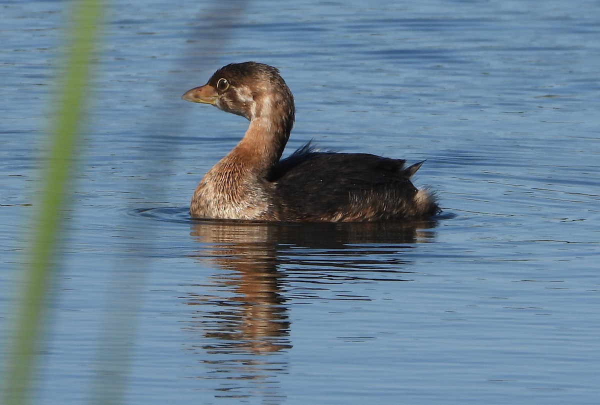 eBird Checklist - 28 Sep 2025 - 180th St. Marsh (Marshall's Marsh) - 9 ...