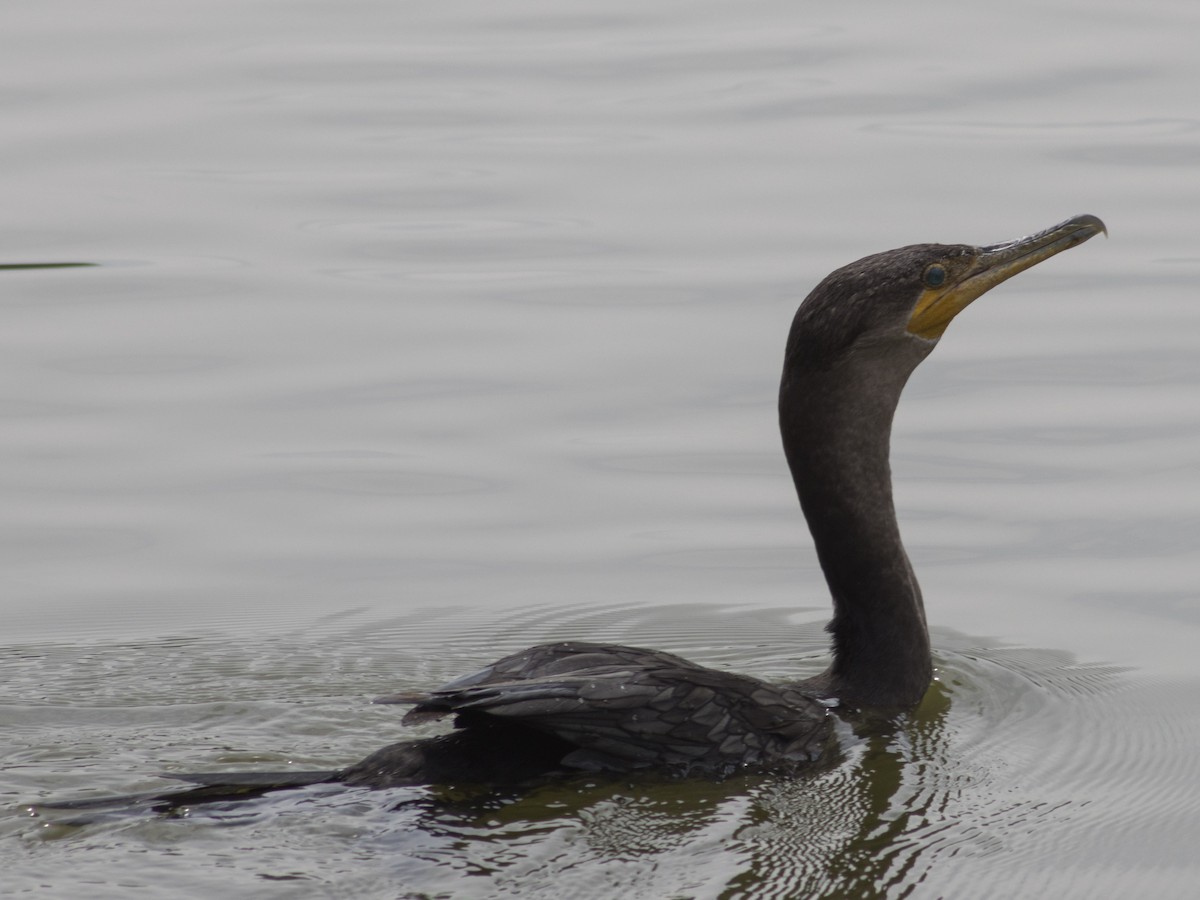 Neotropic Cormorant - ML642628792