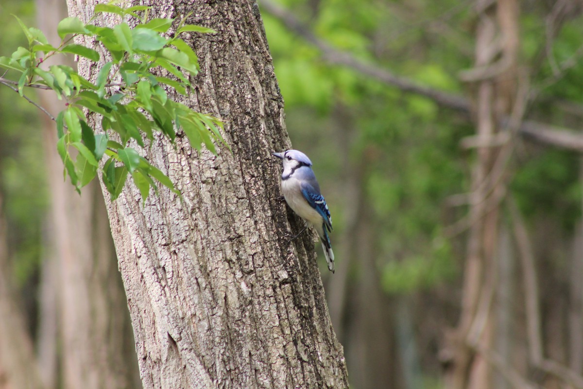 Blue Jay - ML642628802