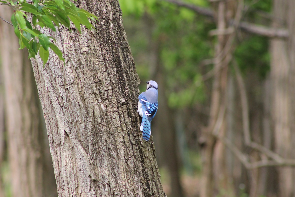 Blue Jay - ML642628803