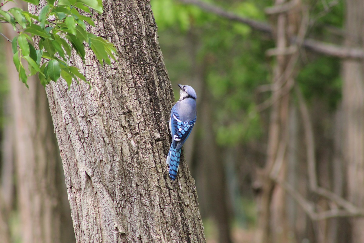 Blue Jay - ML642628804