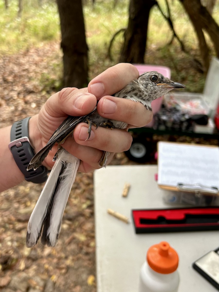 Northern Mockingbird - ML642628827