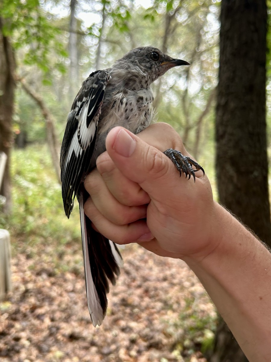 Northern Mockingbird - ML642628828